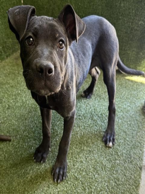 Tanya - Pit Bull Terrier
