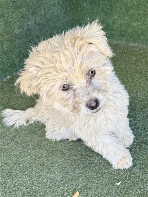 Denise - Poodle (Toy)