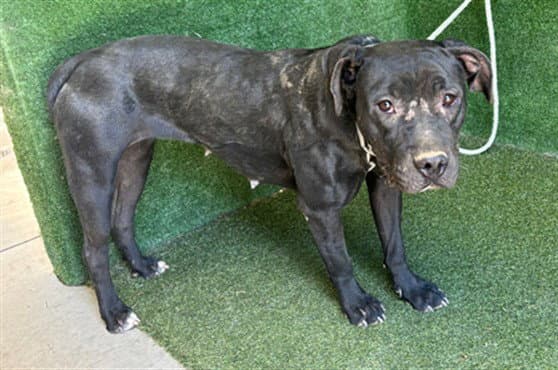 Gloria - Pit Bull Terrier