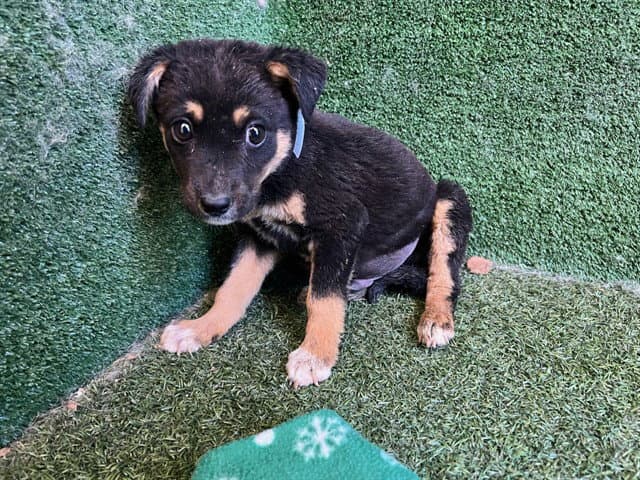 Remus - German Shepherd Dog