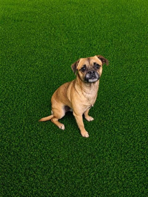 Alphonso - Chihuahua