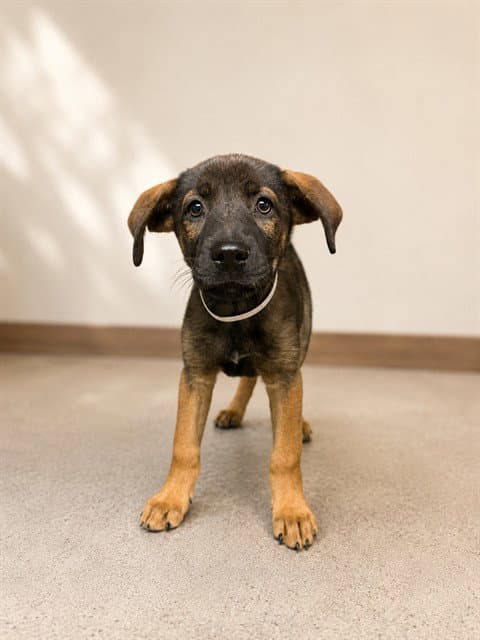 Junie - German Shepherd Dog