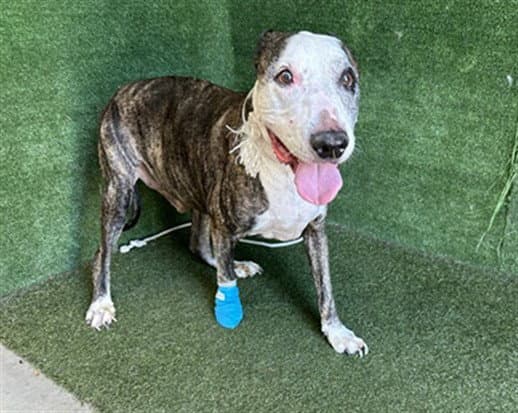 Money - Pit Bull Terrier