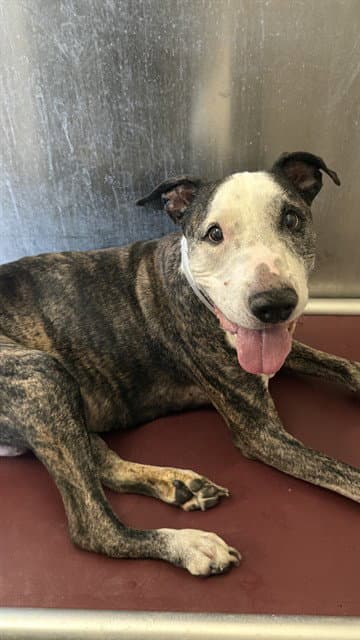 Money - Pit Bull Terrier
