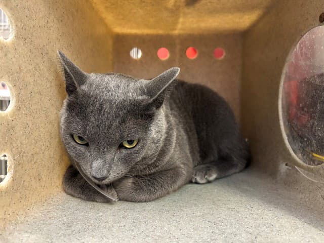 Emery - Domestic Short Hair