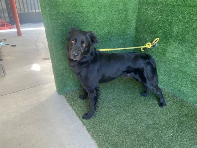 Smokey - Labrador Retriever