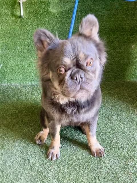 Buster - French Bulldog