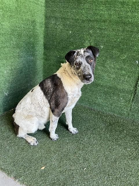 Mommy - Australian Cattle Dog/Blue Heeler