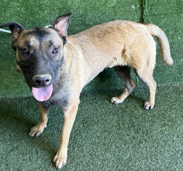 Chase - Belgian Shepherd Malinois