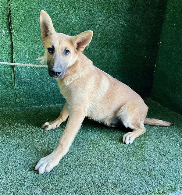 Jerry - Belgian Shepherd Malinois