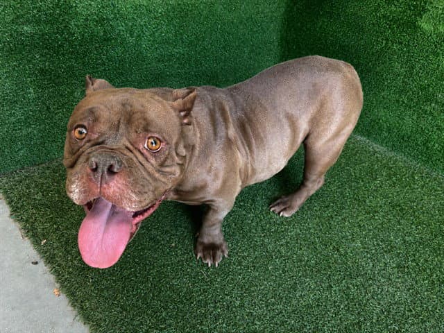 Helga - English Bulldog