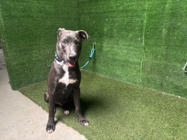 Poppa - Pit Bull Terrier