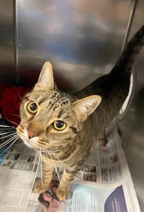 Tabitha - Domestic Short Hair