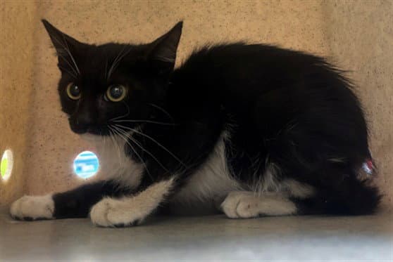 Oreo - Domestic Short Hair