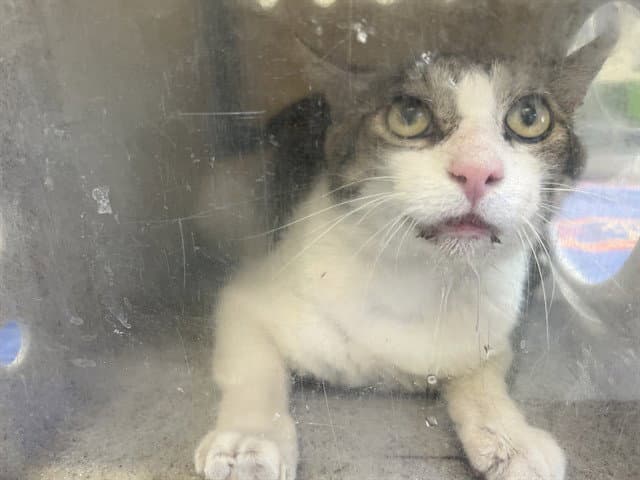Gru - Domestic Short Hair