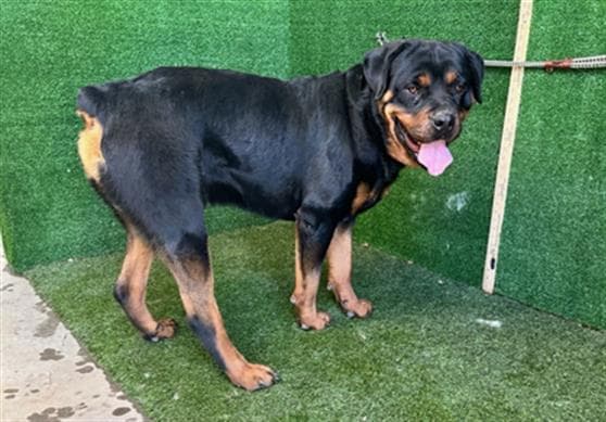 Mozho - Rottweiler