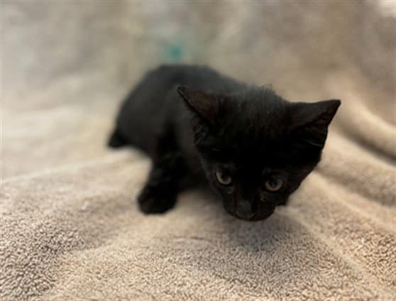 Spooky - Domestic Short Hair