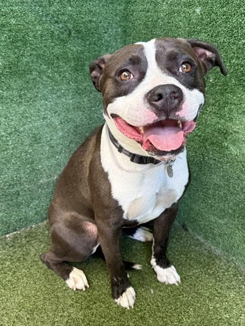 Jd - Pit Bull Terrier