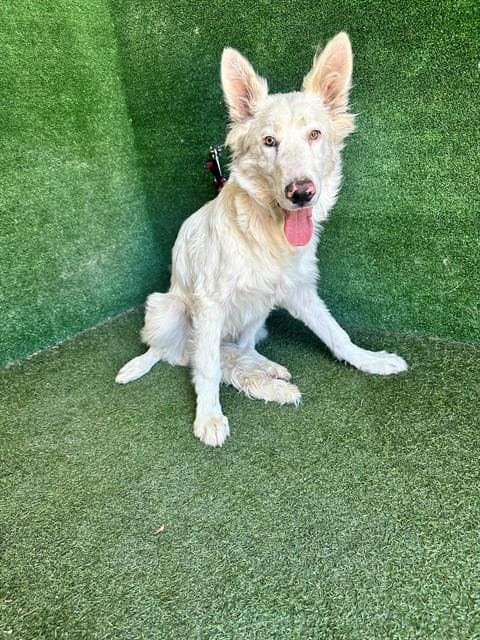 Thomas - German Shepherd Dog