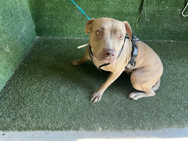 Canela - Pit Bull Terrier