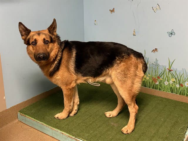 Unknown - German Shepherd Dog