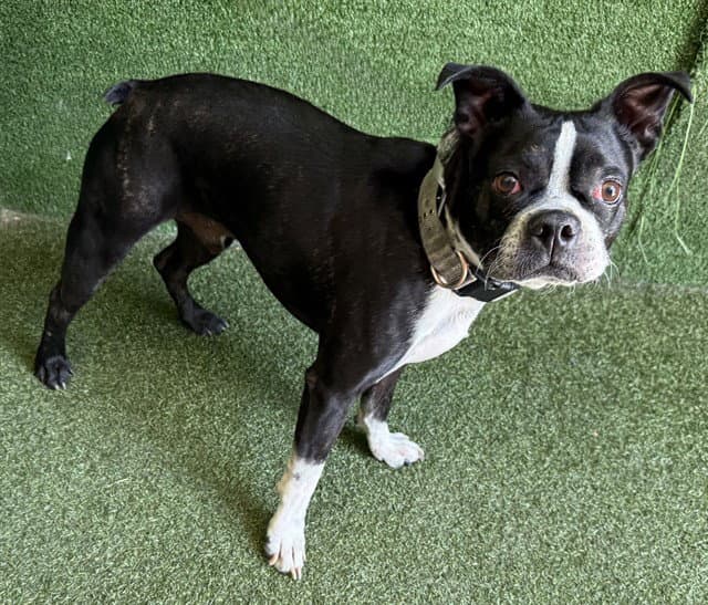 Vinny - Boston Terrier