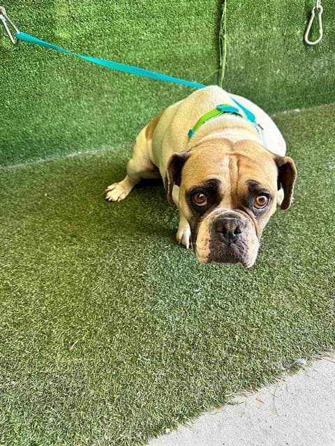 Berenice - English Bulldog