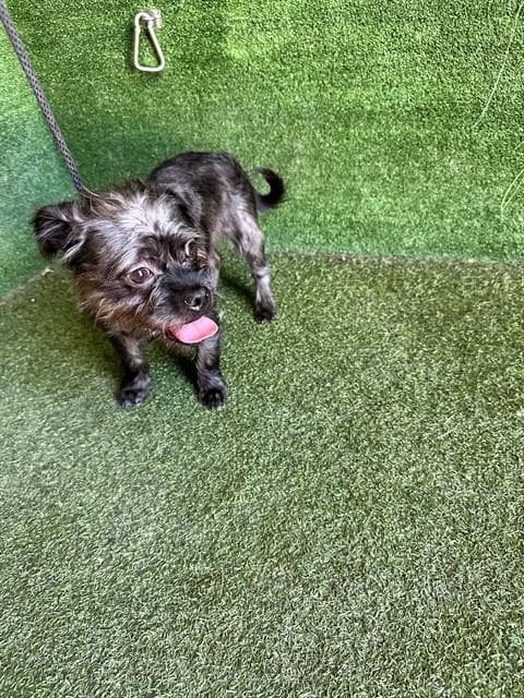 Alpha Puppuchino - Terrier