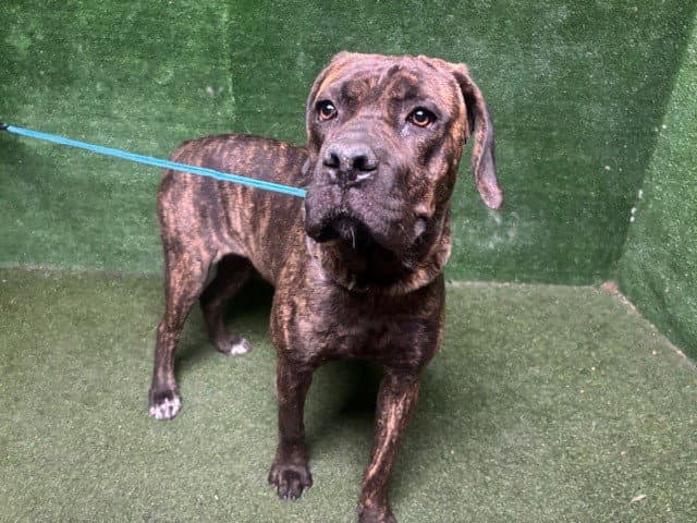 Kingsley - Cane Corso Mastiff