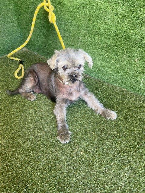Gretchen - Poodle (Toy)