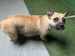 Polly image 1