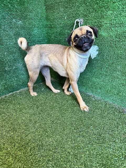 Peaches - Pug