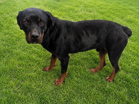 Unknown - Rottweiler