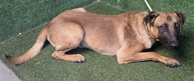 Unknown - Anatolian Shepherd