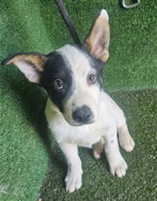 Saturn - Australian Shepherd
