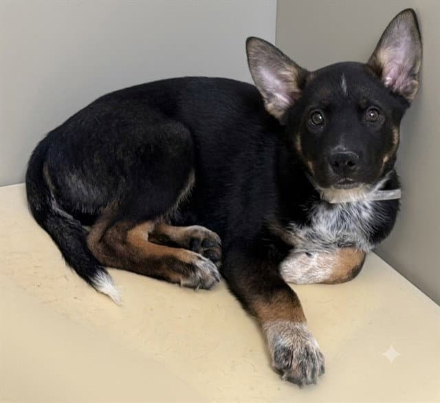 Edge - Australian Shepherd