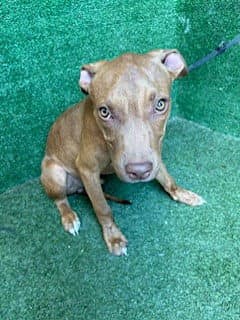 Da Vinci - Pit Bull Terrier