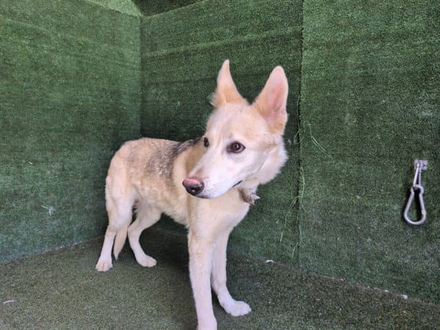 Unknown - German Shepherd Dog