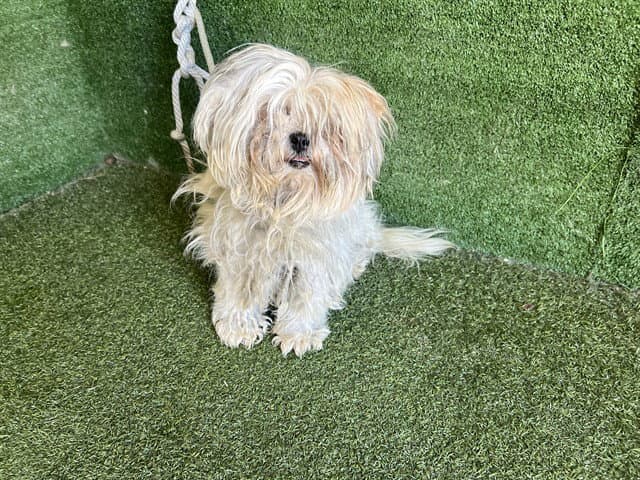 Tanya - Maltese
