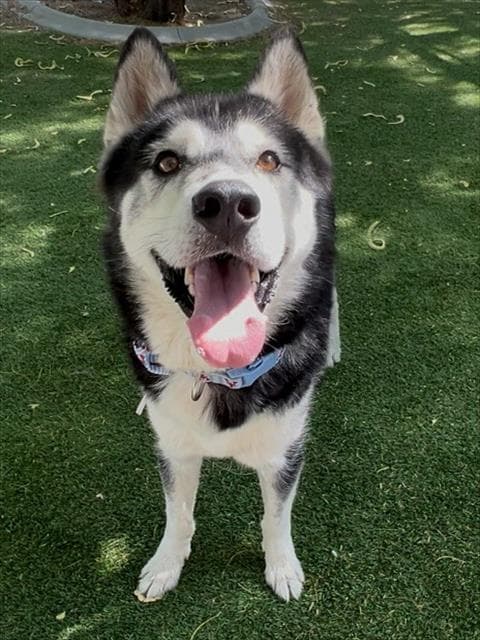 Benji - Siberian Husky