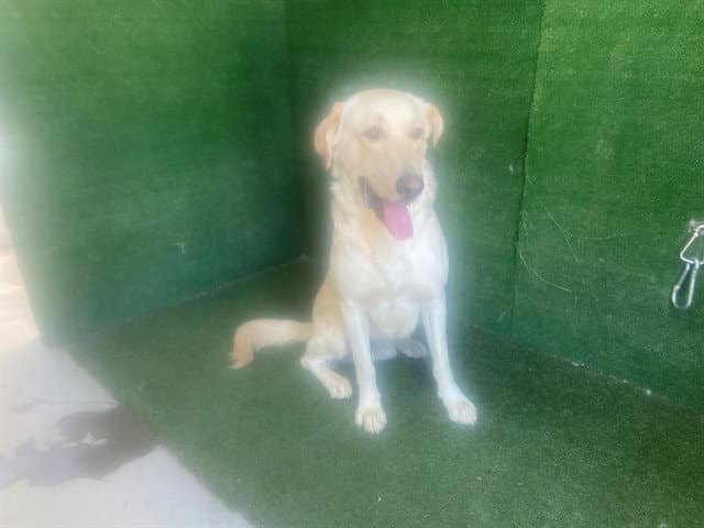 Snow - Labrador Retriever