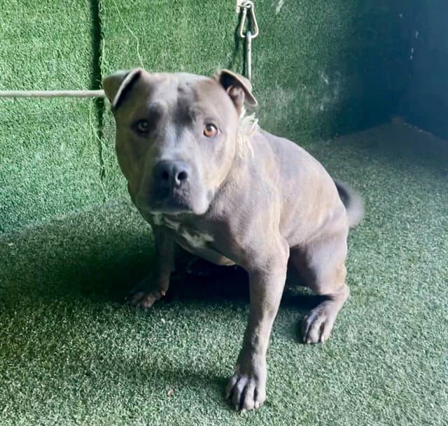 Bear - Pit Bull Terrier