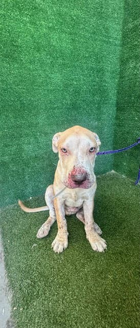Benny - Pit Bull Terrier