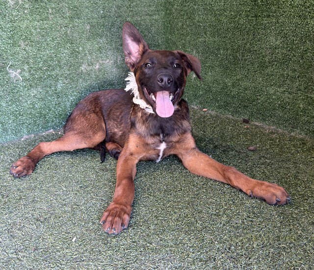 Jelly - German Shepherd Dog