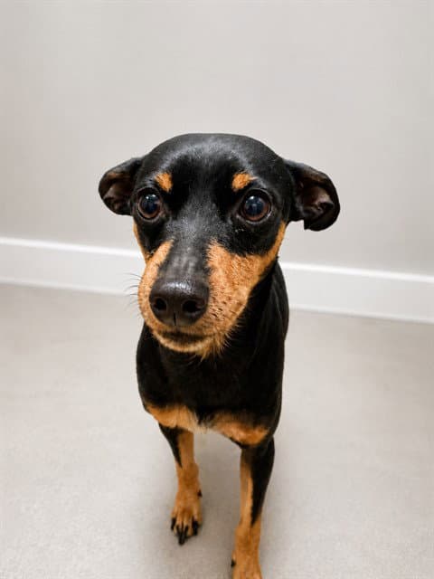 Roofus - Miniature Pinscher