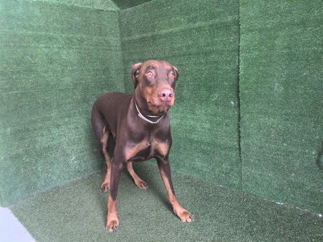 Kairo - Doberman Pinscher