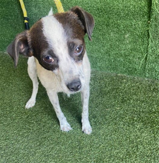 Dove - Rat Terrier