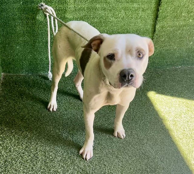 Nyla - Pit Bull Terrier
