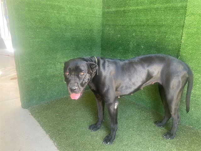 Lola - Cane Corso Mastiff