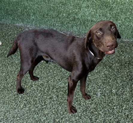 Unknown - Labrador Retriever